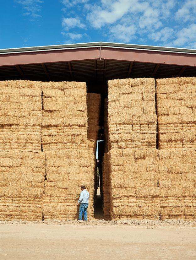 farmer near wall of large hay bales
