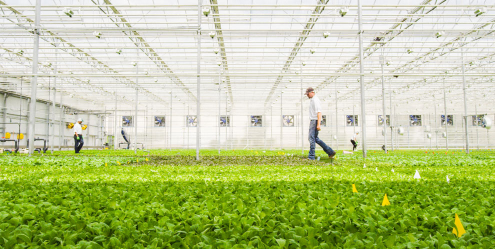 Local greens. Проект BRIGHTFARMS.