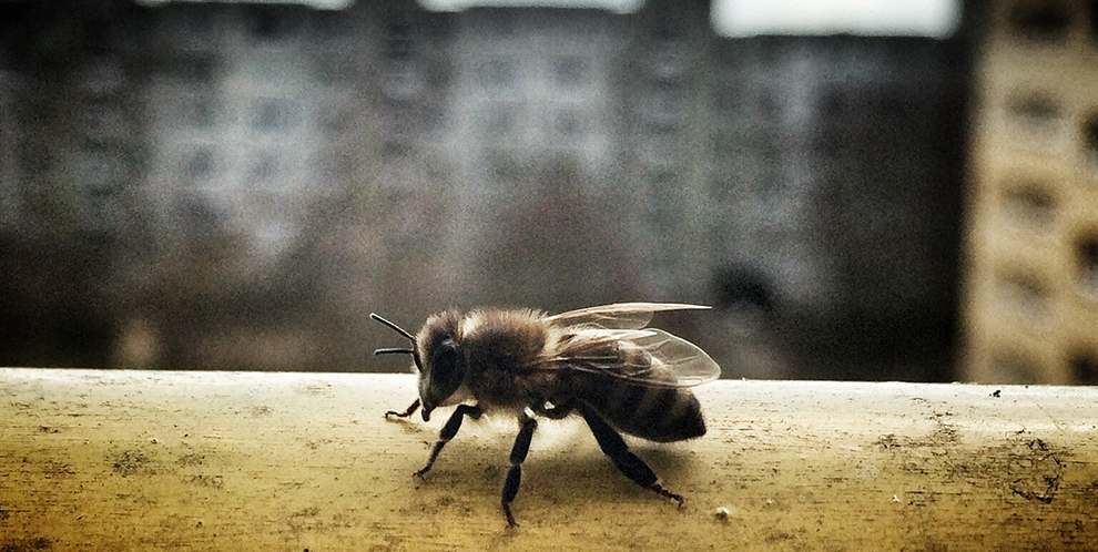 My dog stepped on a bee - Notebook