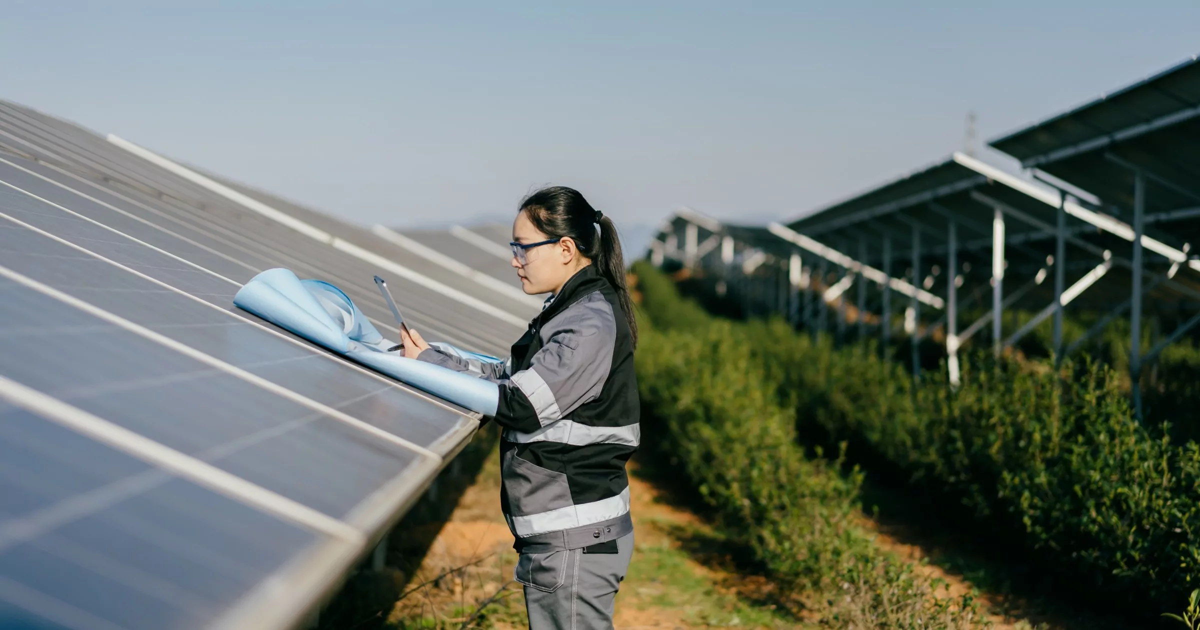Engineer working in field among solar grids