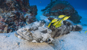 Malabar Grouper and Pilotfishes, Epinephelus malabaricus, Ulong Channel, Micronesia, Palau