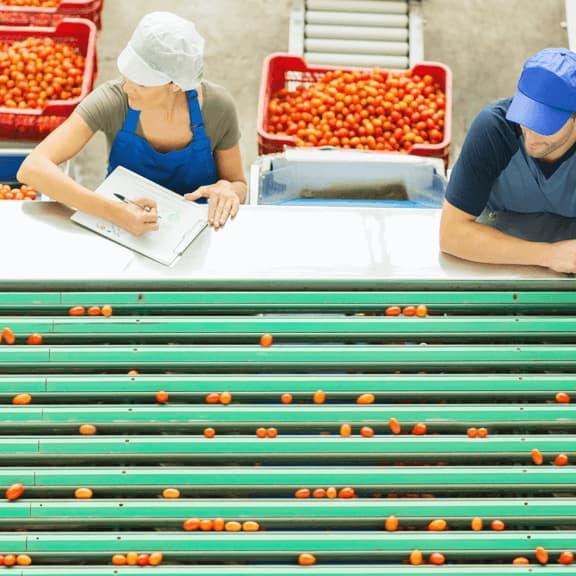 workers on fruit sorting line