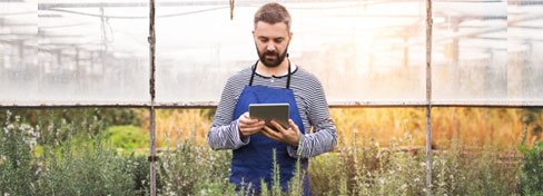 Person working on tablet in a greenhouse filled with herbs